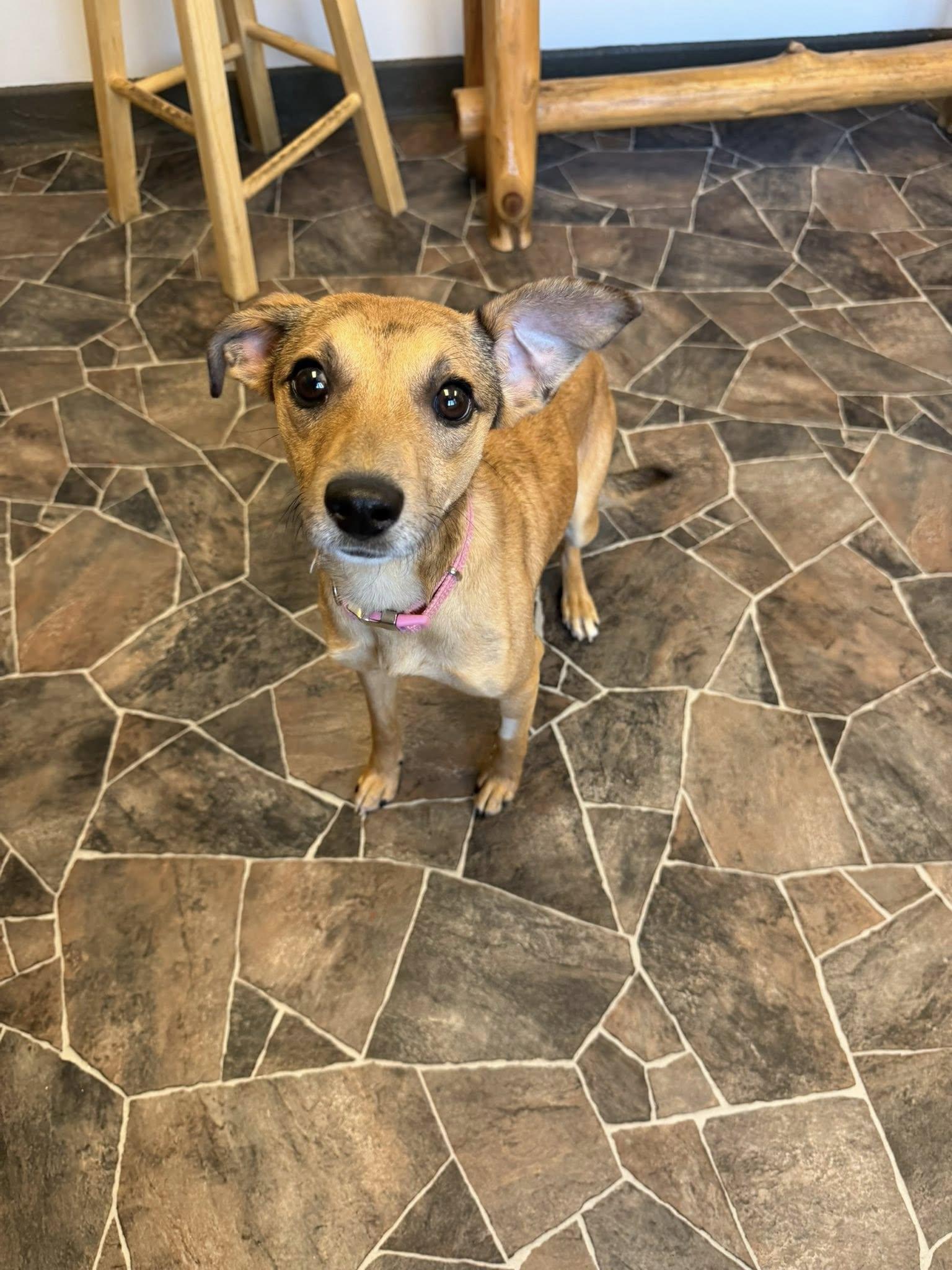 Enlarge Schist, a ADOPTABLE mixed breed in Sterling Heights, MI image 6/6