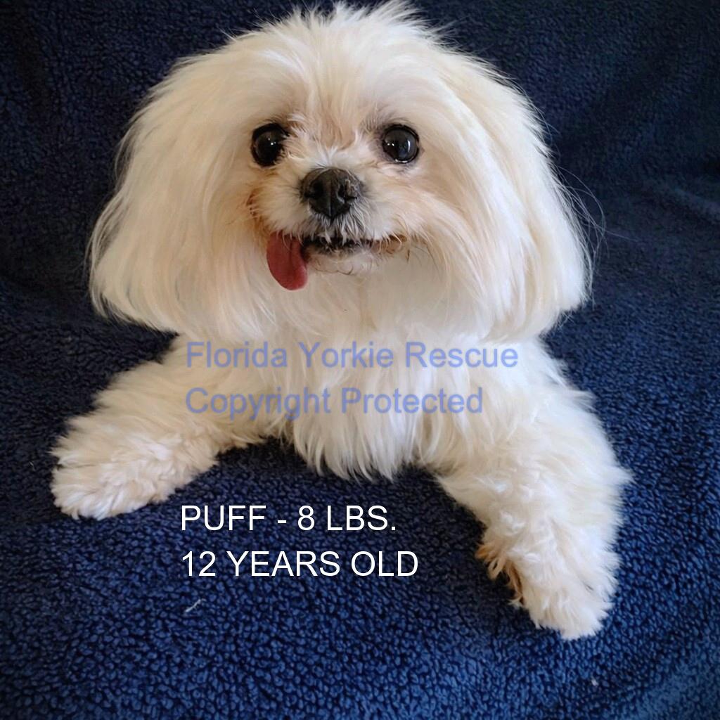 Puff, adopted, Senior Male Maltese.