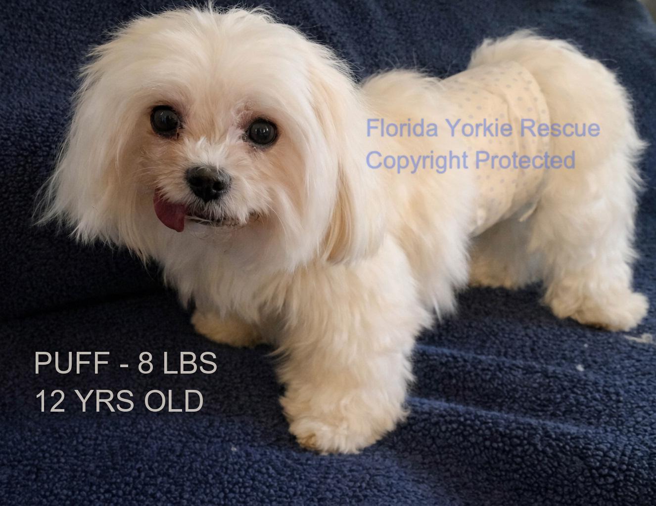 Enlarge Puff, an adopted Maltese in Palm City, FL image 3/3