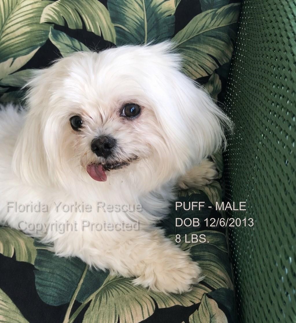 Enlarge Puff, an adopted Maltese in Palm City, FL image 2/3