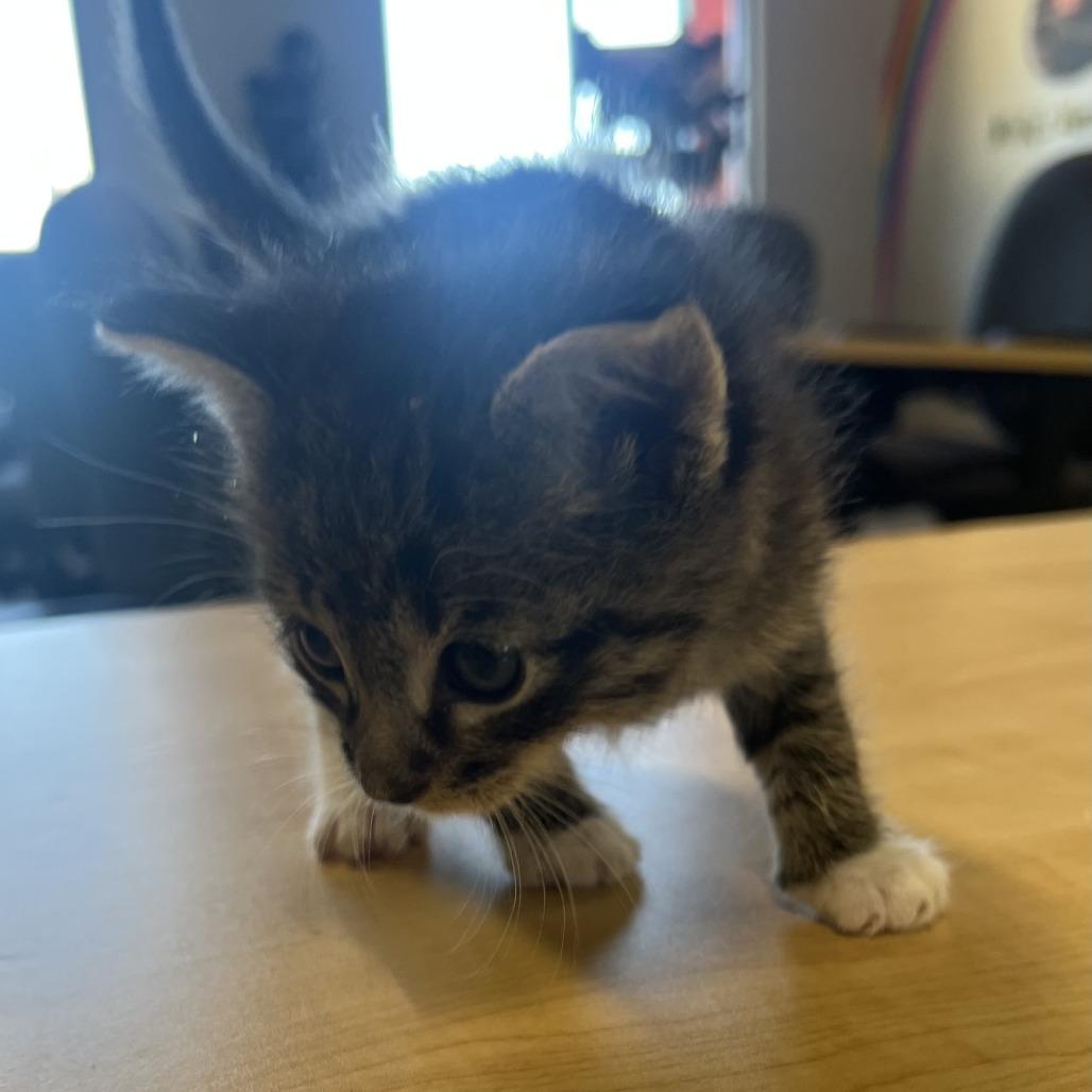 BigJim, Adoptable, Kitten Male American Shorthair.