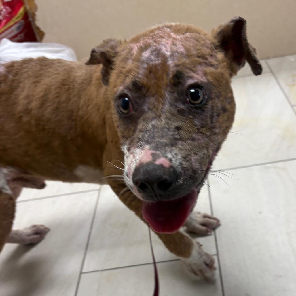 Johnny, Adoptable, Adult Male Pit Bull Terrier.
