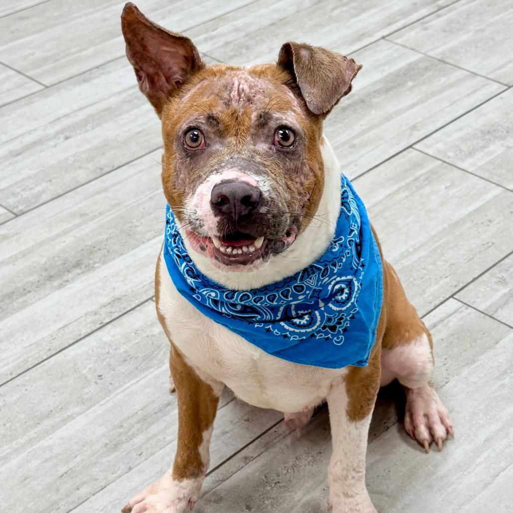 Enlarge Johnny, a Adoptable Pit Bull Terrier in Lufkin, TX image 2/6