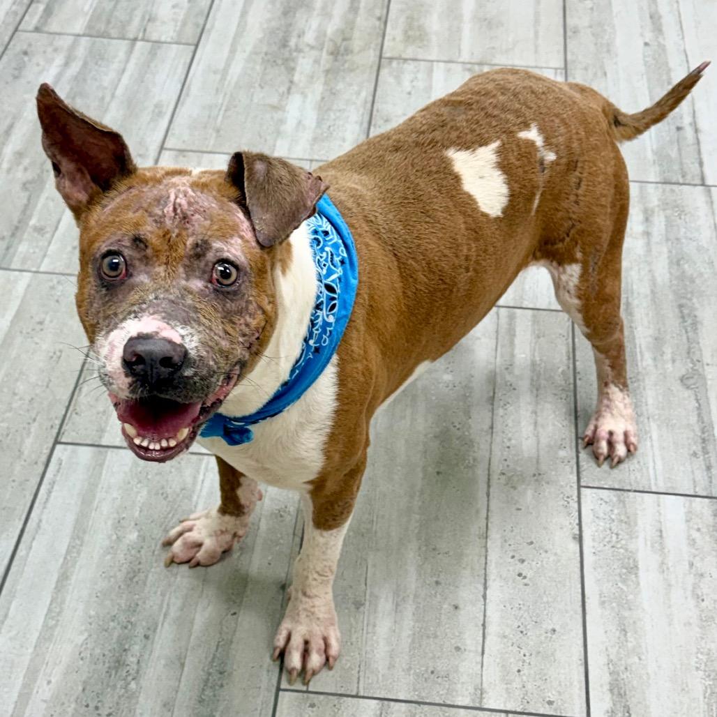Enlarge Johnny, a Adoptable Pit Bull Terrier in Lufkin, TX image 3/6