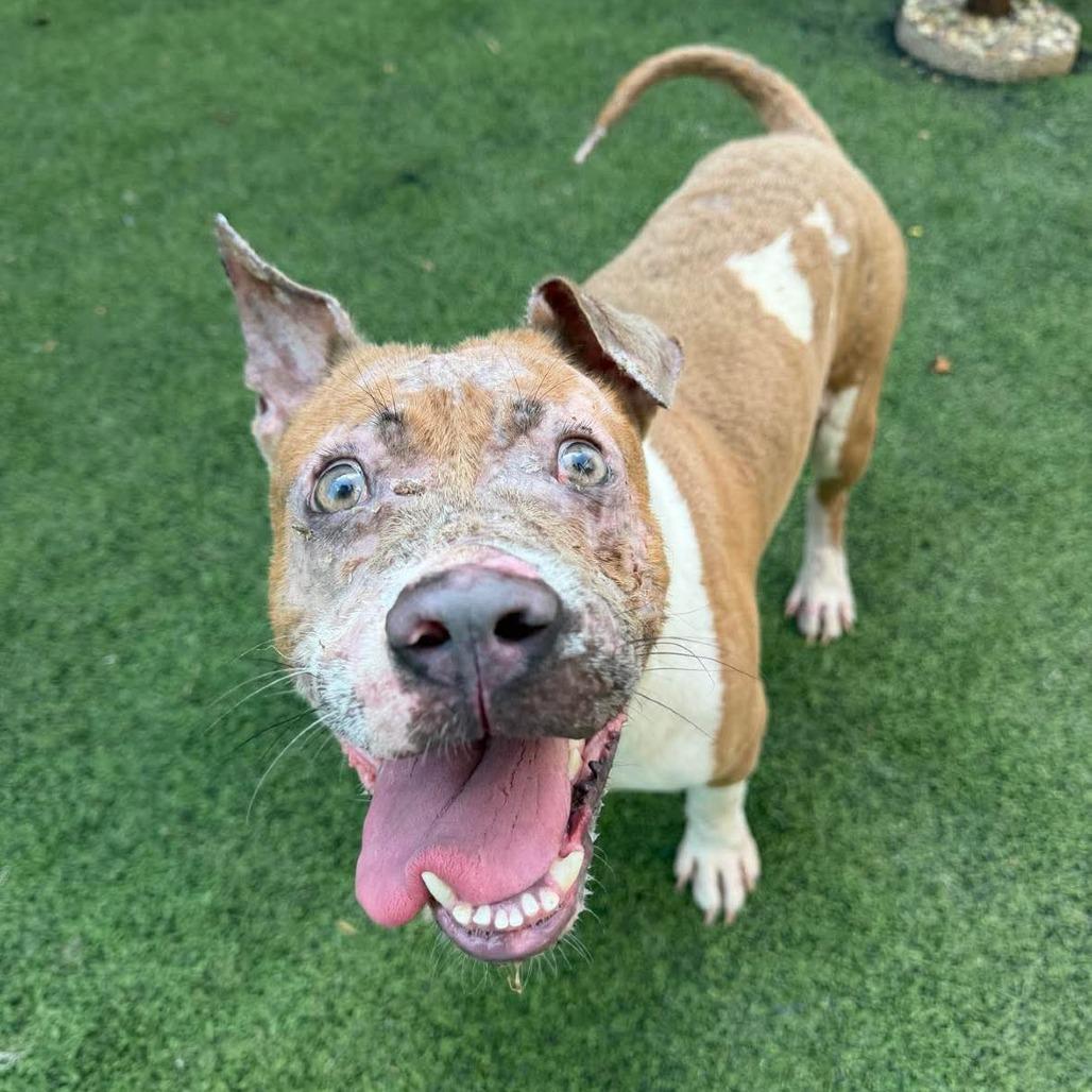 Enlarge Johnny, a Adoptable Pit Bull Terrier in Lufkin, TX image 2/2
