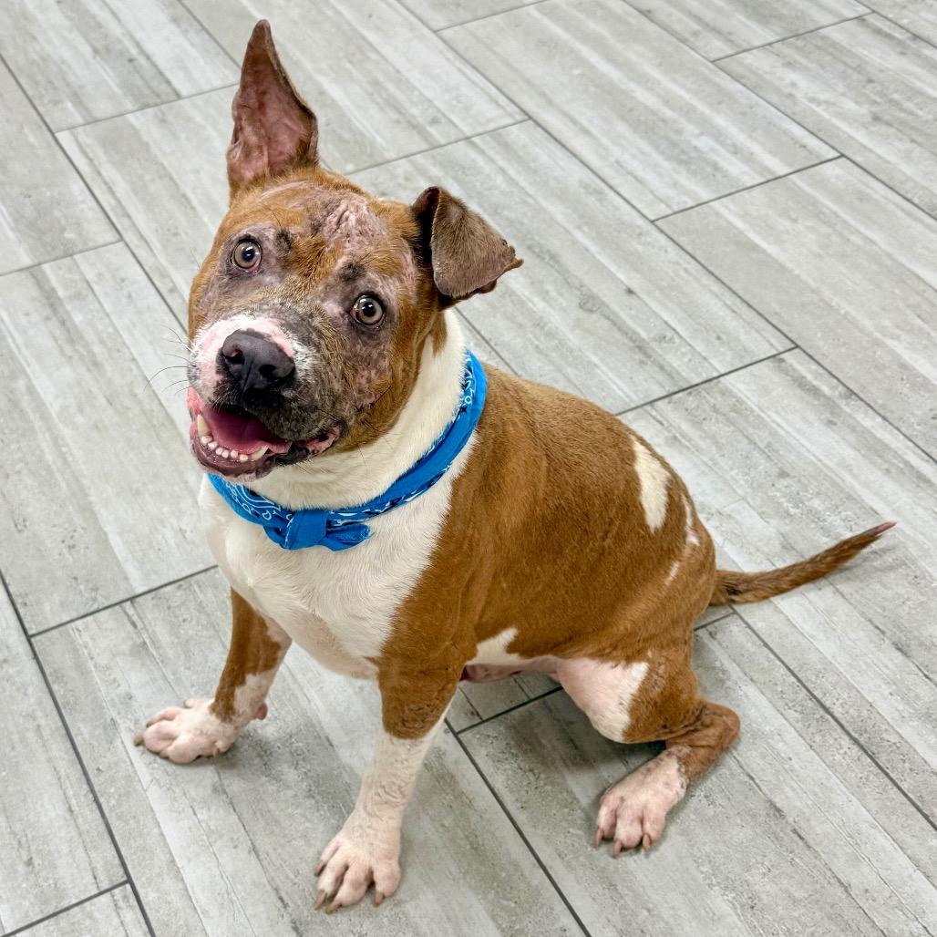 Enlarge Johnny, a Adoptable Pit Bull Terrier in Lufkin, TX image 5/6