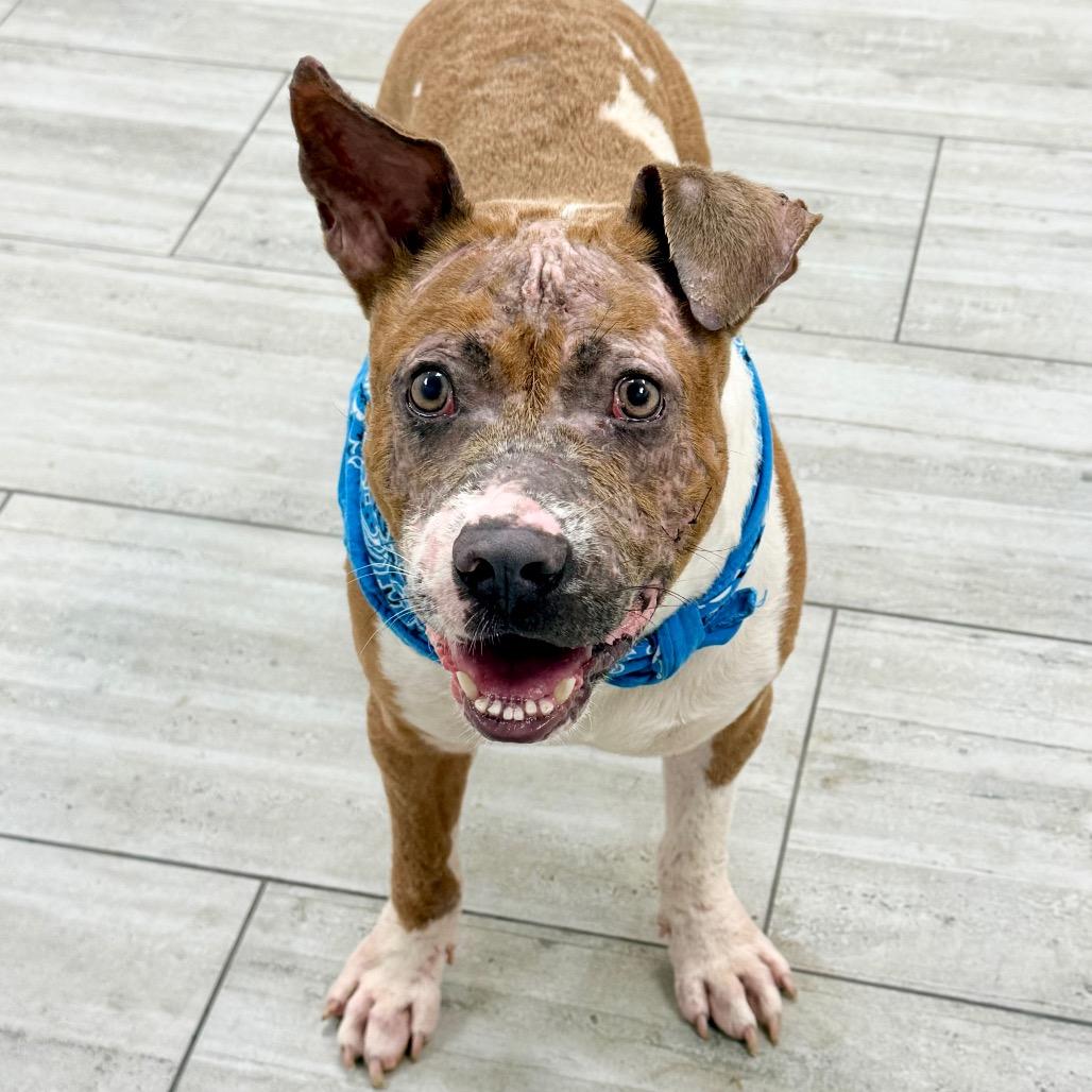 Enlarge Johnny, a Adoptable Pit Bull Terrier in Lufkin, TX image 6/6