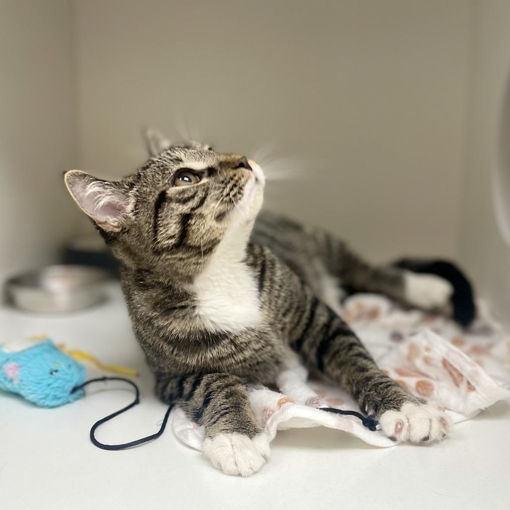 Enlarge Mittens, a Adoptable Domestic Short Hair in Champaign, IL image 1/4