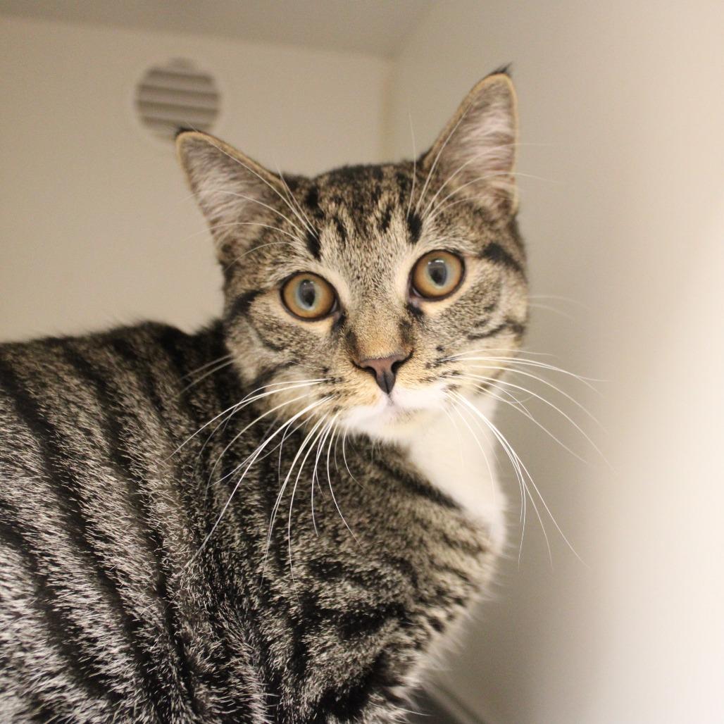 Enlarge Mittens, a Adoptable Domestic Short Hair in Champaign, IL image 2/4