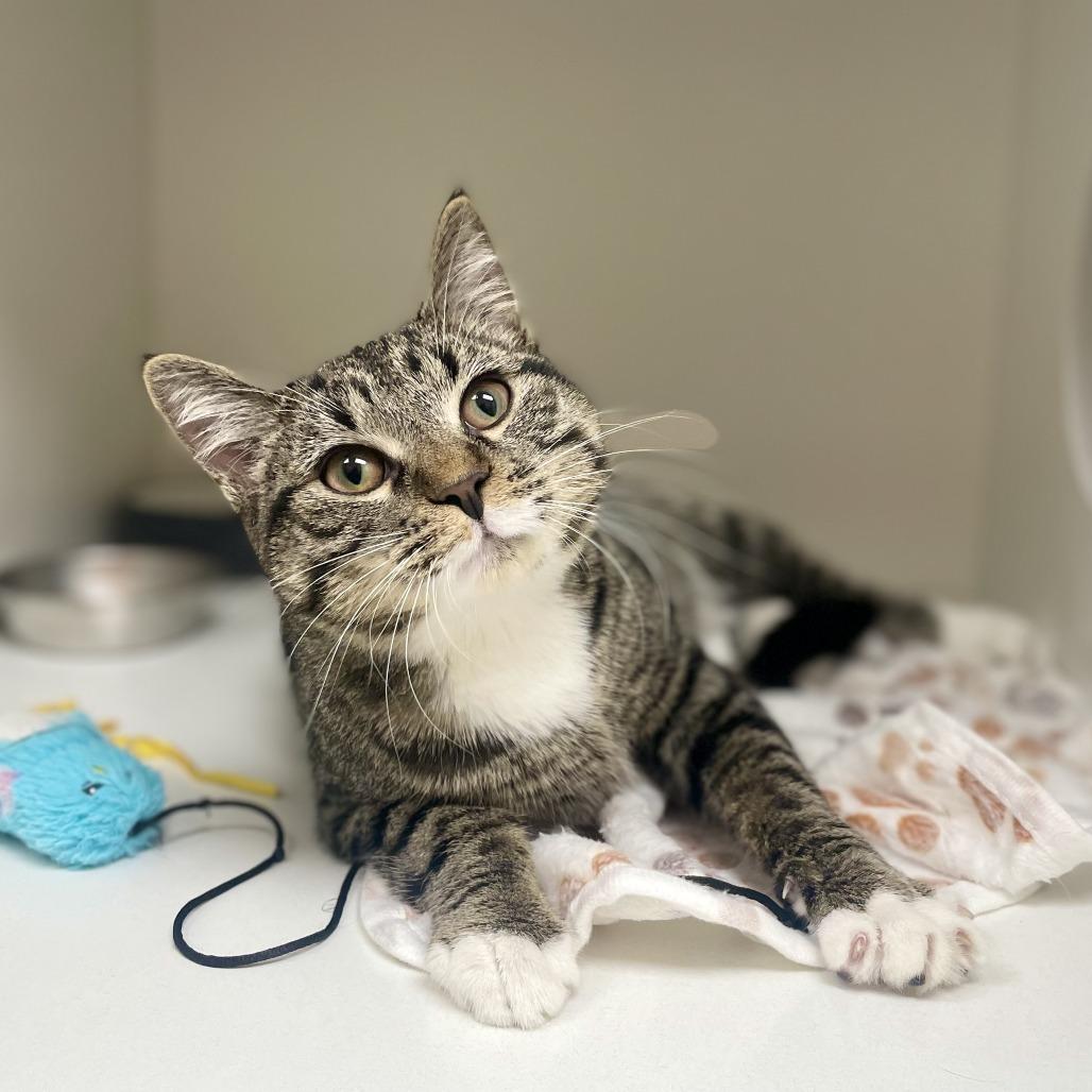 Enlarge Mittens, a Adoptable Domestic Short Hair in Champaign, IL image 3/4