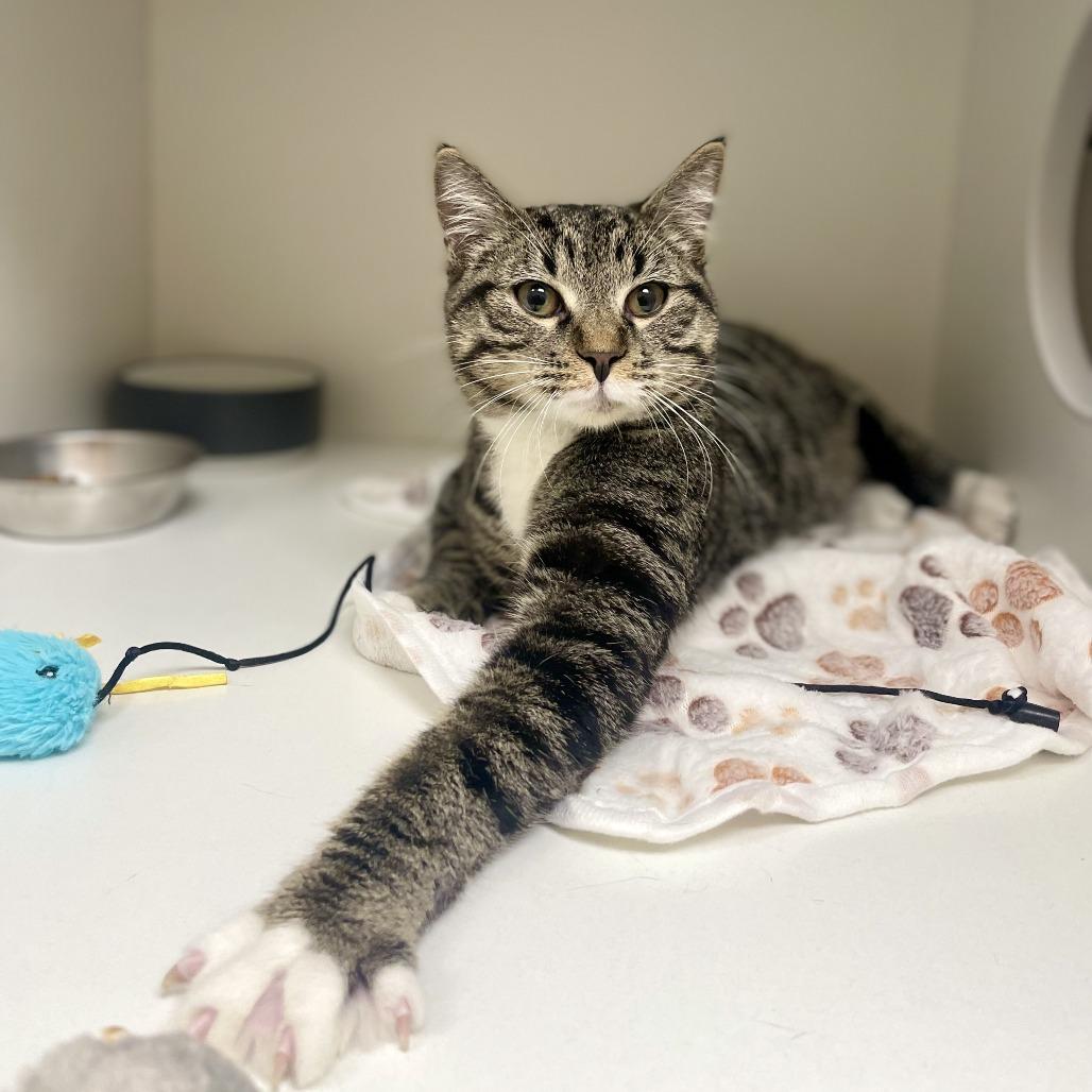 Enlarge Mittens, a Adoptable Domestic Short Hair in Champaign, IL image 4/4