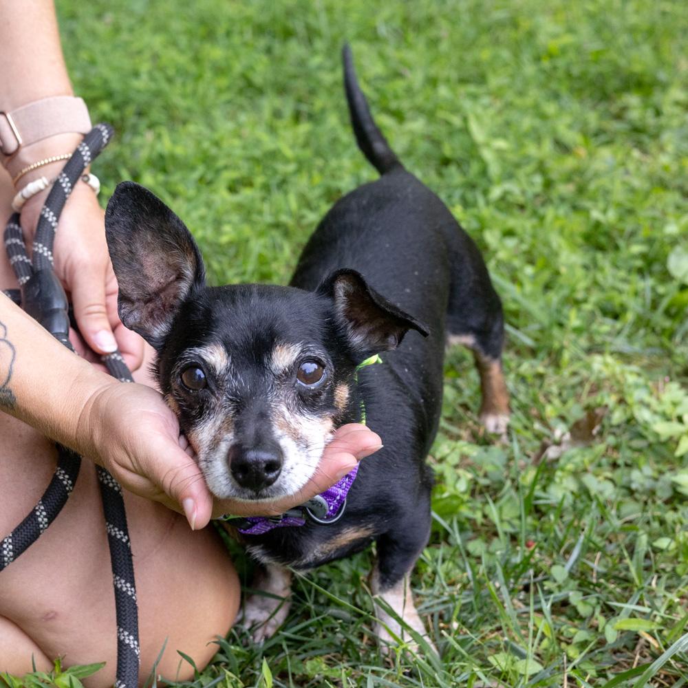 Jax (Male) Avail 8/1 He is being adopted, an adopted Dachshund in West Grove, PA image 2/6