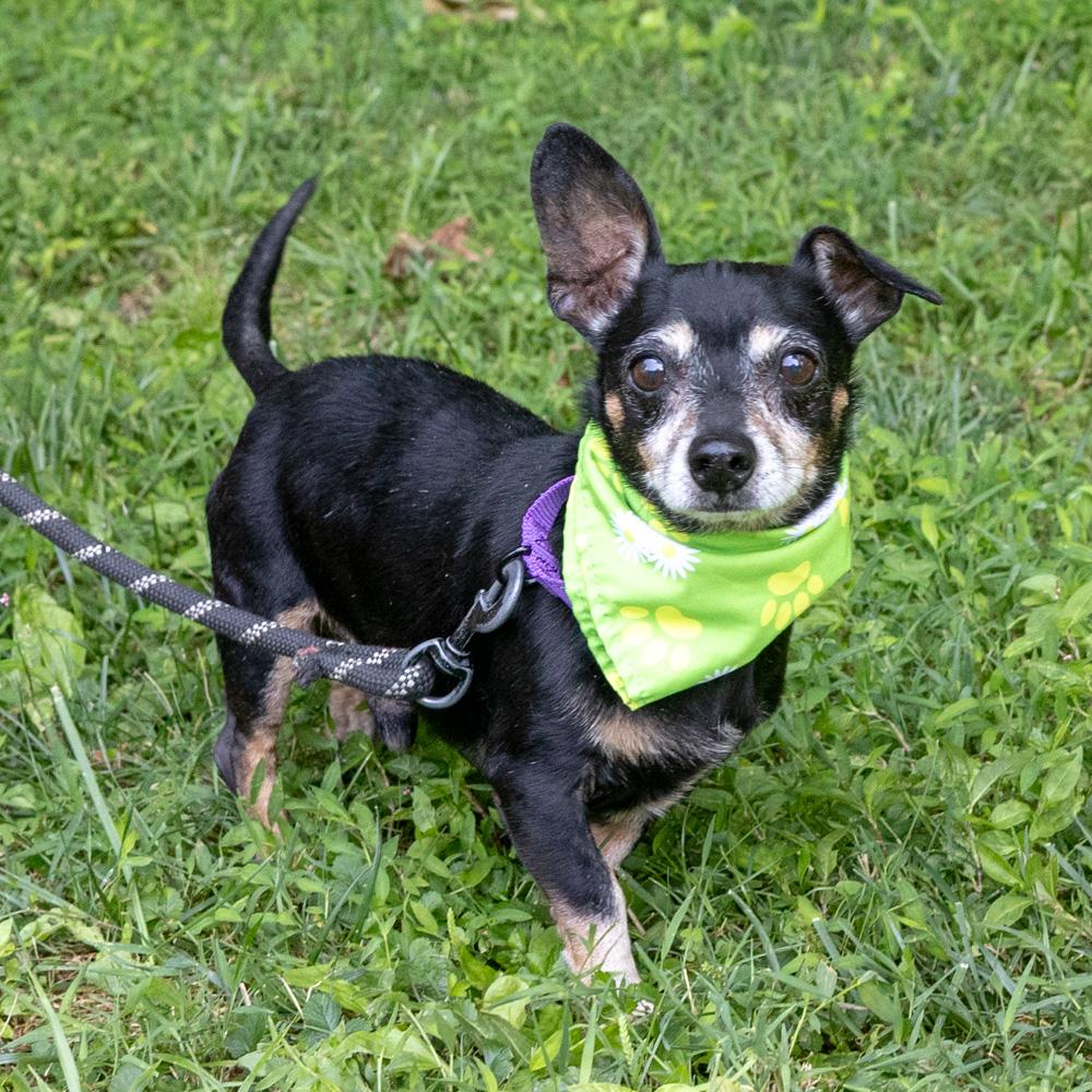 Jax (Male) Avail 8/1 He is being adopted, an adopted Dachshund in West Grove, PA image 1/6