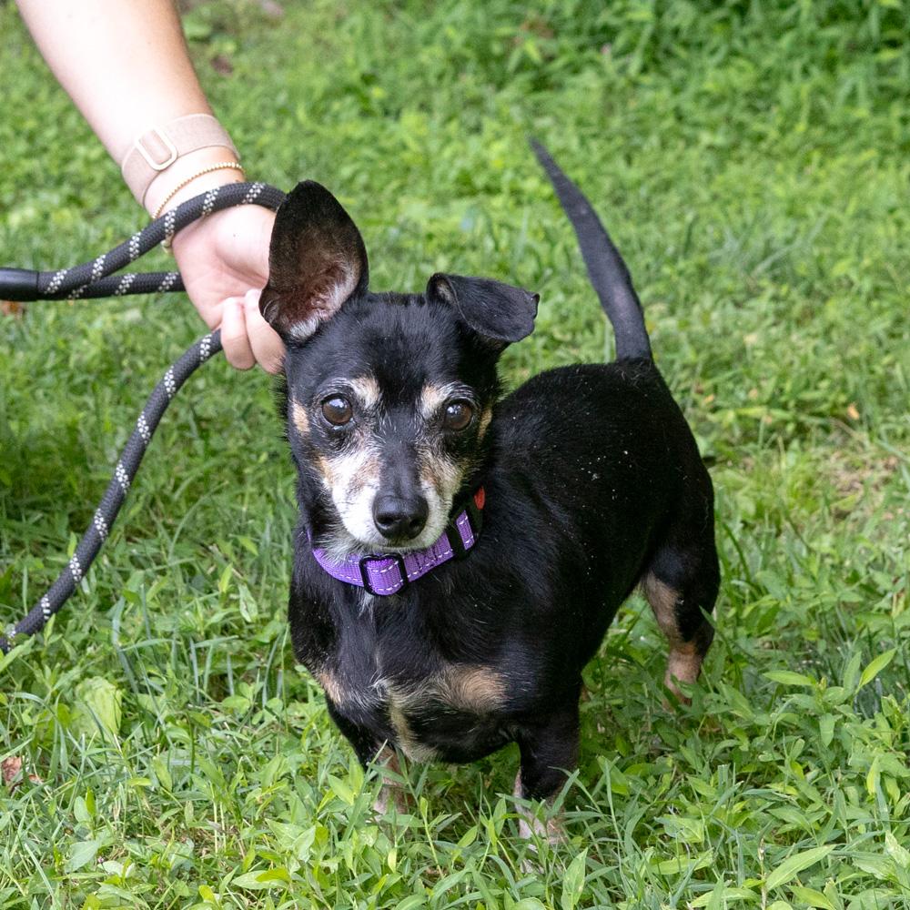 Jax (Male) Avail 8/1 He is being adopted, an adopted Dachshund in West Grove, PA image 4/6