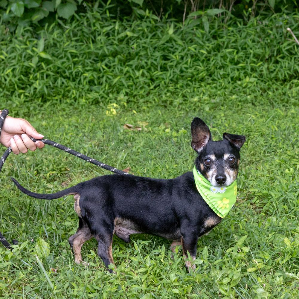 Jax (Male) Avail 8/1 He is being adopted, an adopted Dachshund in West Grove, PA image 6/6