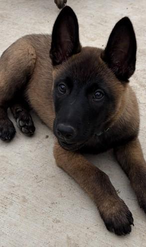 Enlarge Gilbert, a Adopted Belgian Shepherd / Malinois in Vancouver, WA image 1/4