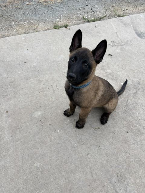 Enlarge Gilbert, a Adopted Belgian Shepherd / Malinois in Vancouver, WA image 2/4