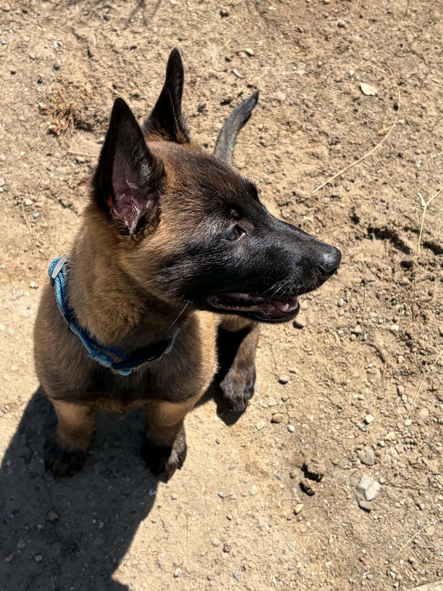 Enlarge Gilbert, a Adopted Belgian Shepherd / Malinois in Vancouver, WA image 3/4