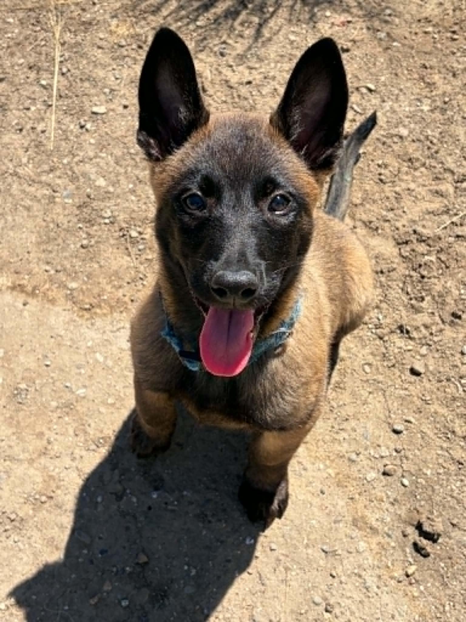 Enlarge Gilbert, a Adopted Belgian Shepherd / Malinois in Vancouver, WA image 4/4