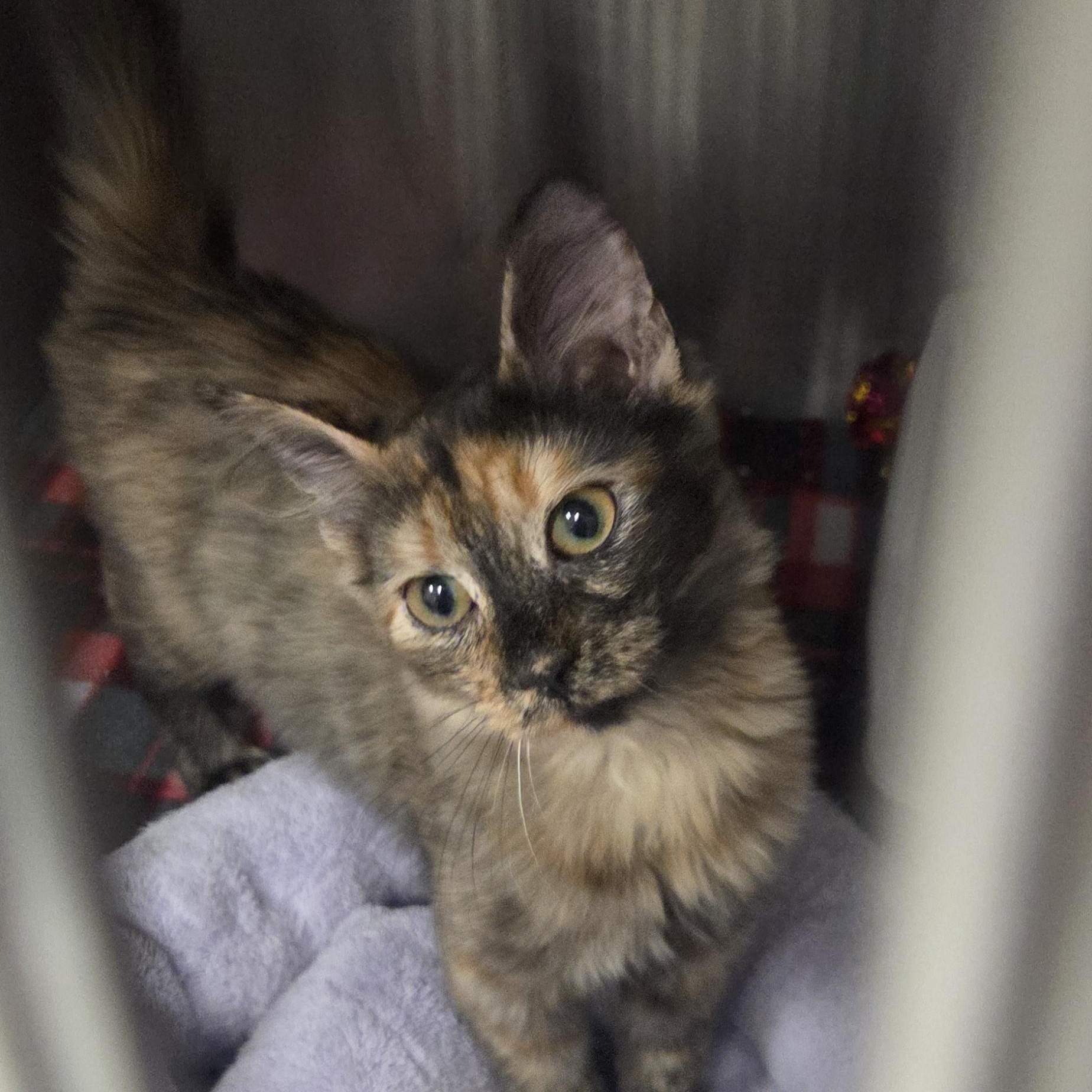 Lovebug, adoptable, Young Female Domestic Medium Hair.