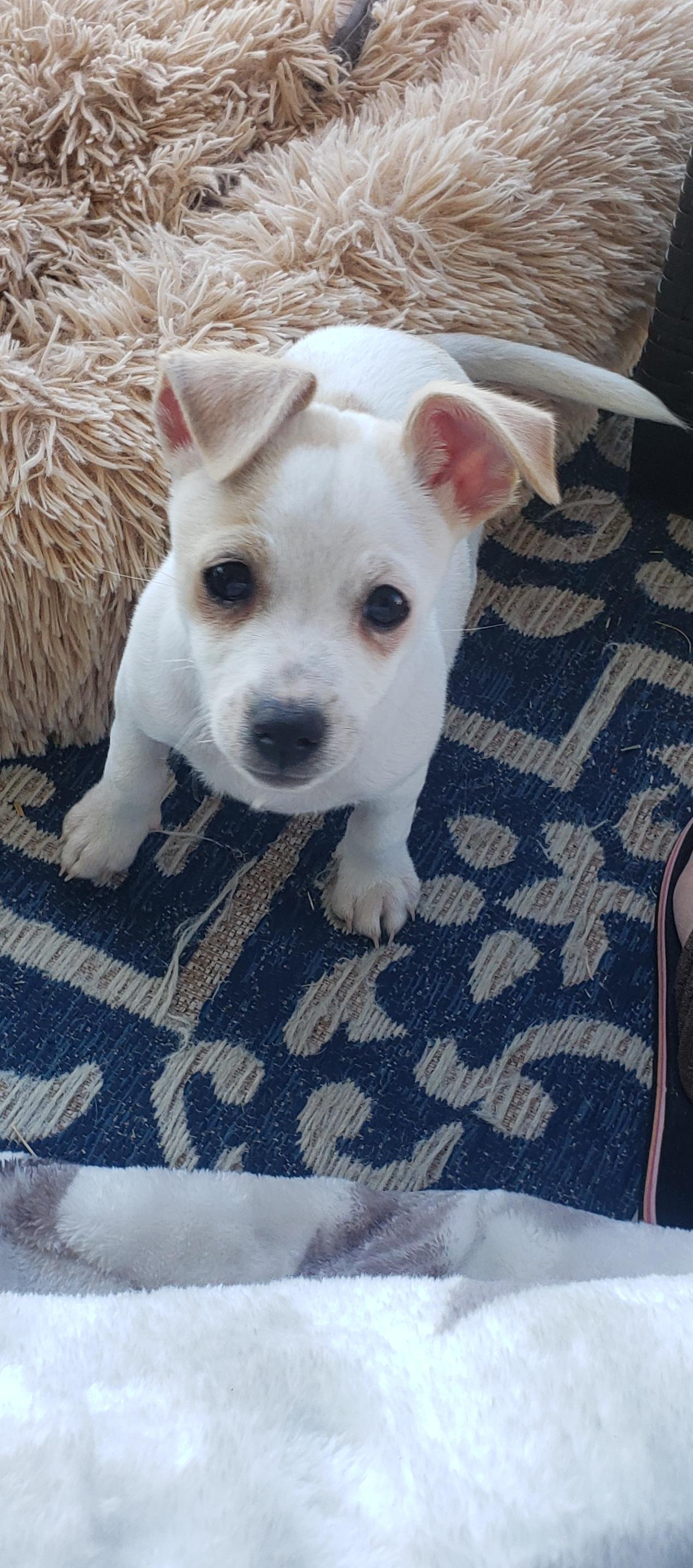 Casper, an adopted mixed breed in Ephrata, WA image 3/3