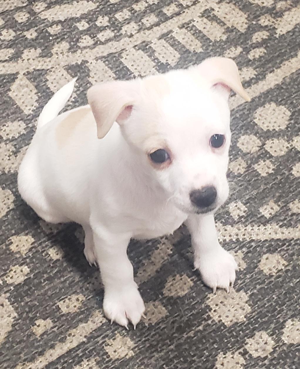 Casper, an adopted mixed breed in Ephrata, WA image 2/3
