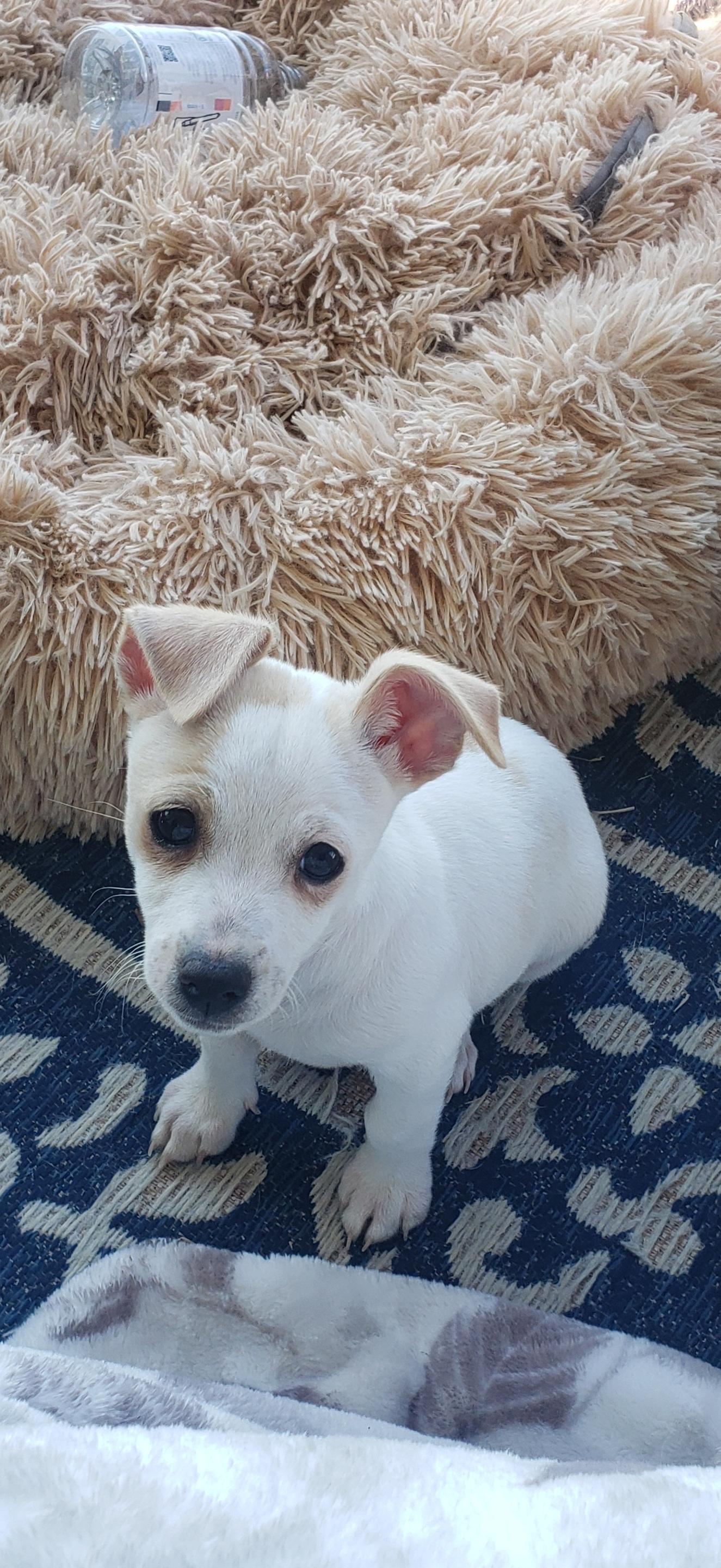 Casper, adopted, Puppy Male Chihuahua.