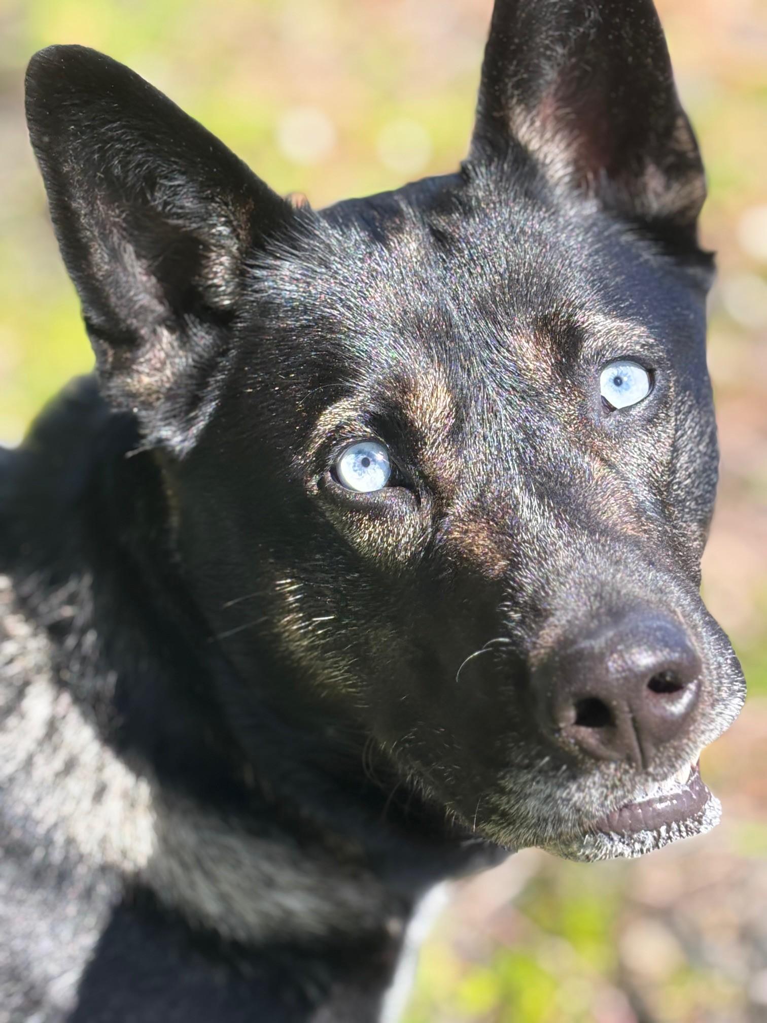 Enlarge Toby, a ADOPTABLE mixed breed in Waldport, OR image 2/3