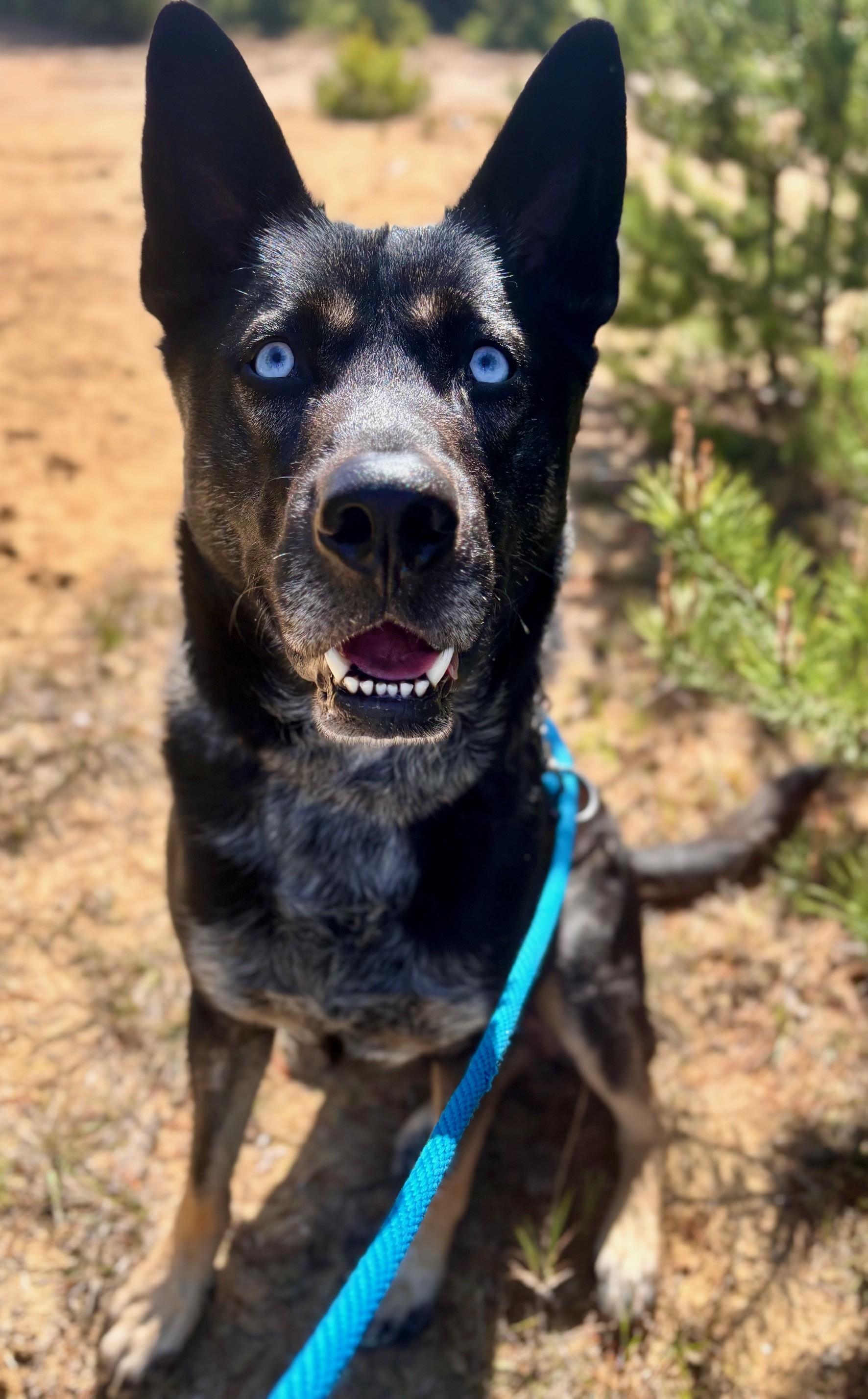 Enlarge Toby, a ADOPTABLE mixed breed in Waldport, OR image 1/3
