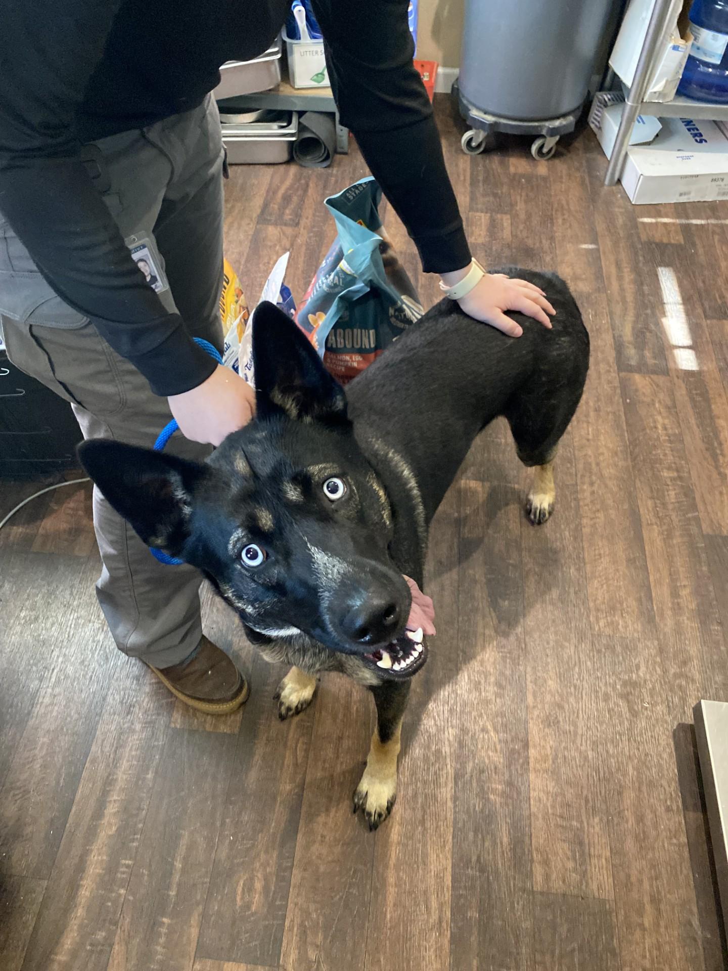 Enlarge Toby, a ADOPTABLE mixed breed in Waldport, OR image 3/3