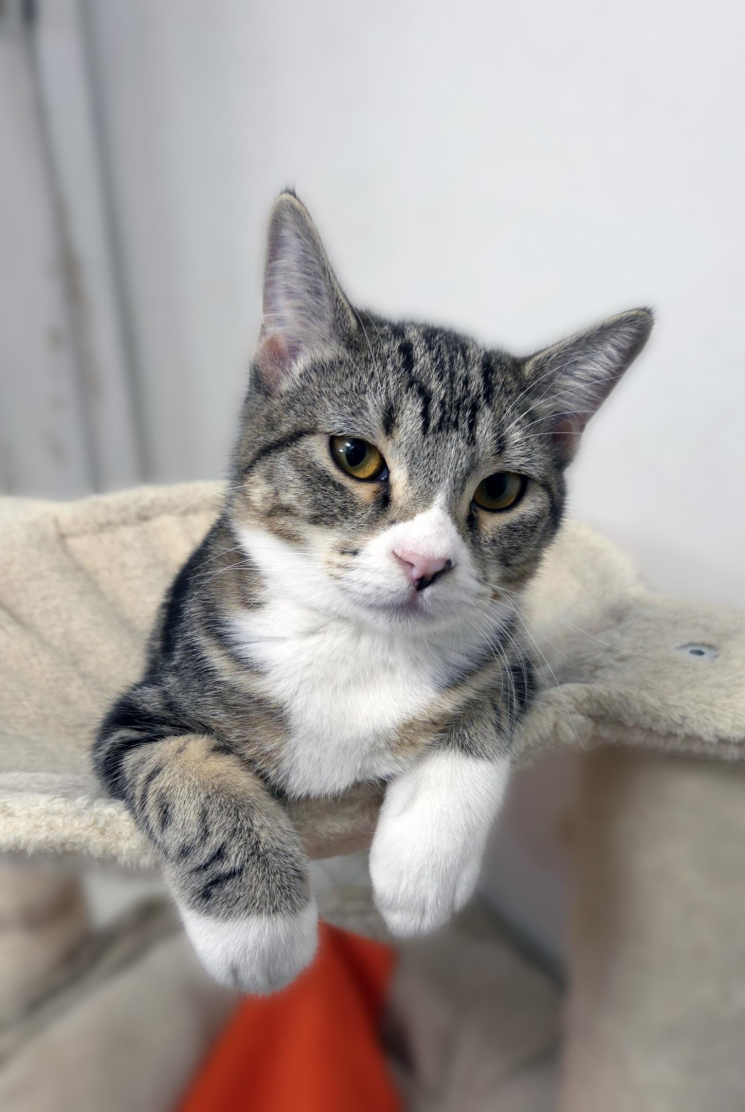 Waffles, a Adoptable Domestic Short Hair in Centerville, UT image 1/5
