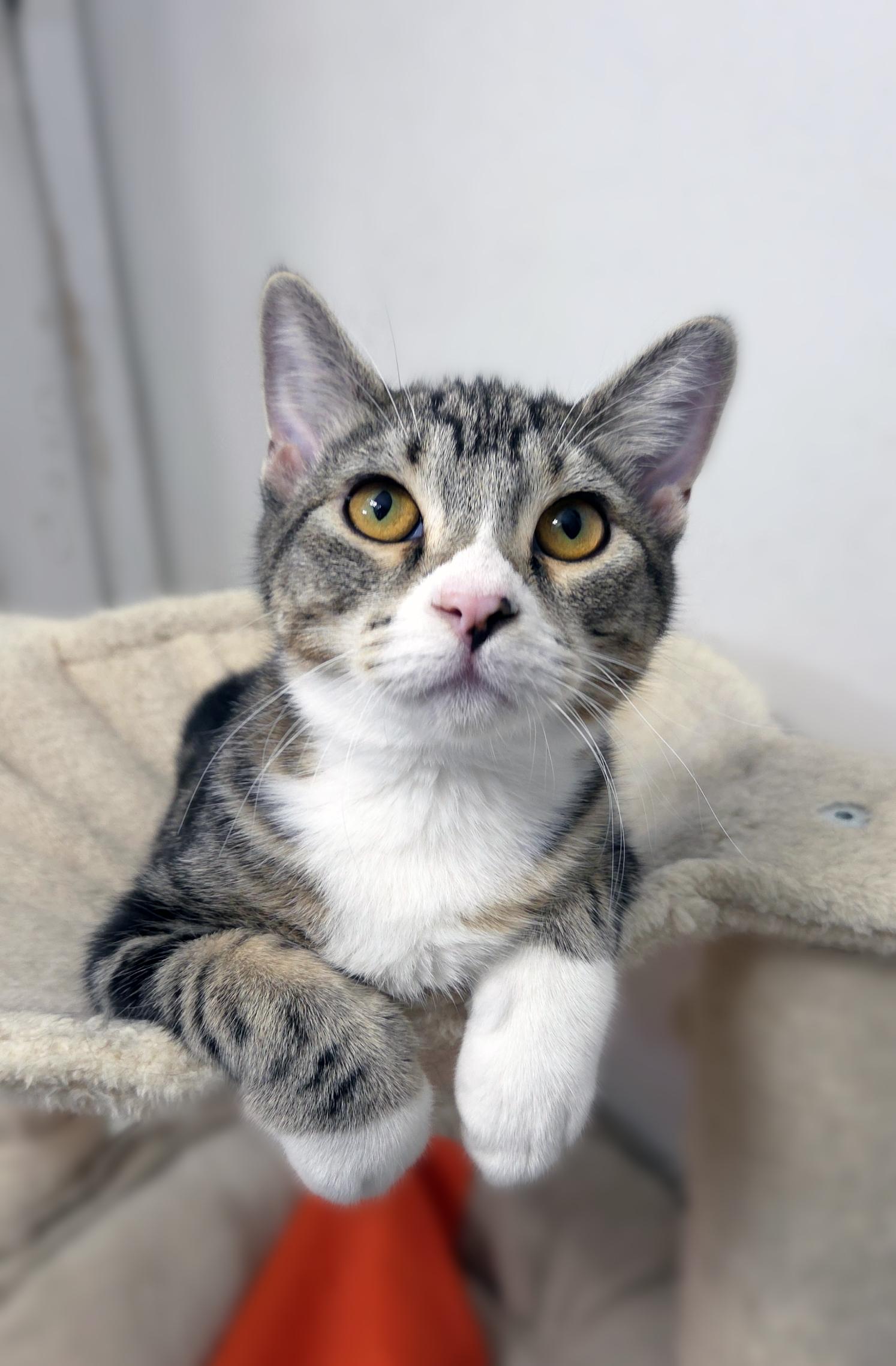 Waffles, a Adoptable Domestic Short Hair in Centerville, UT image 2/5