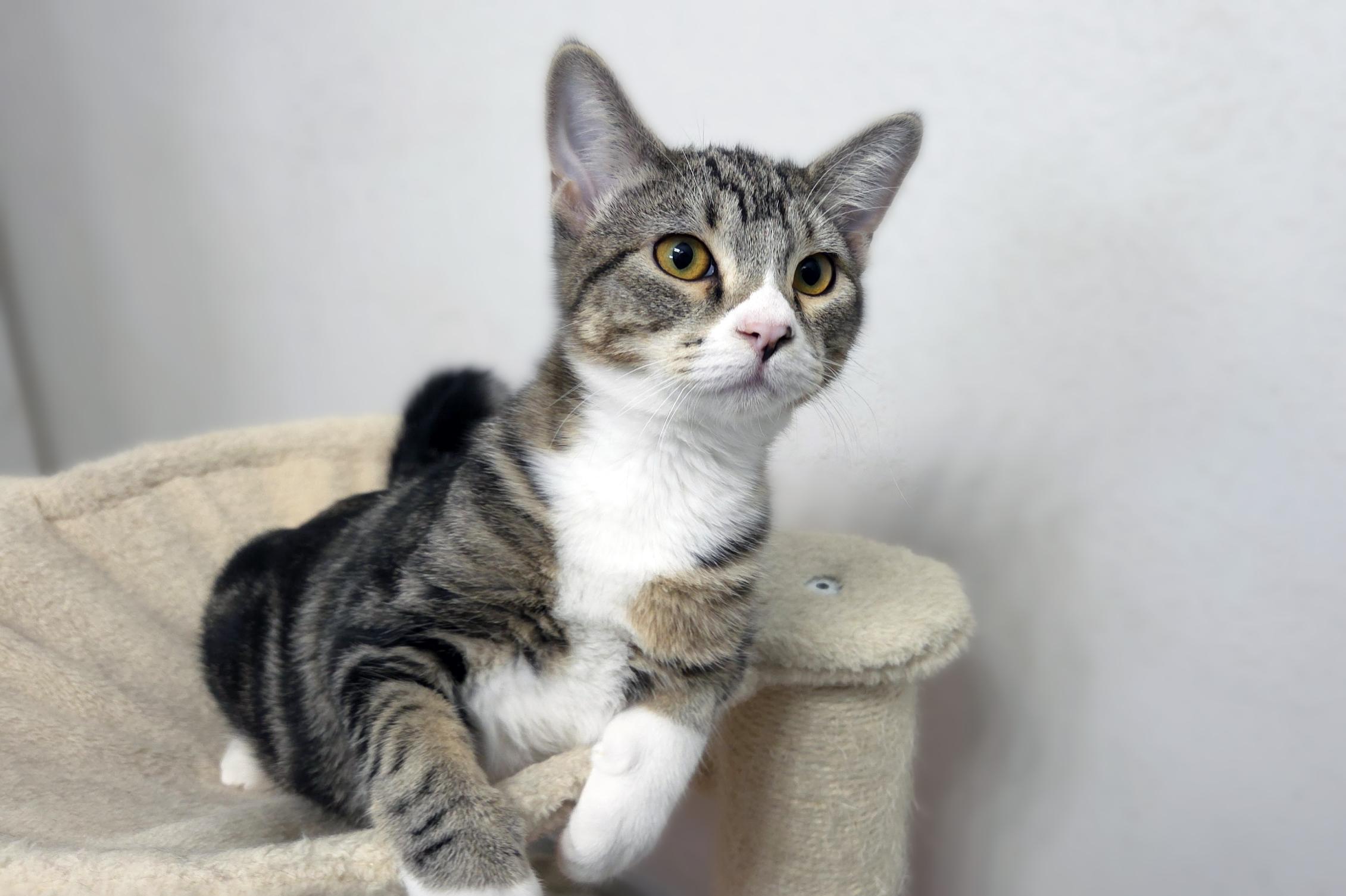 Waffles, a Adoptable Domestic Short Hair in Centerville, UT image 3/5