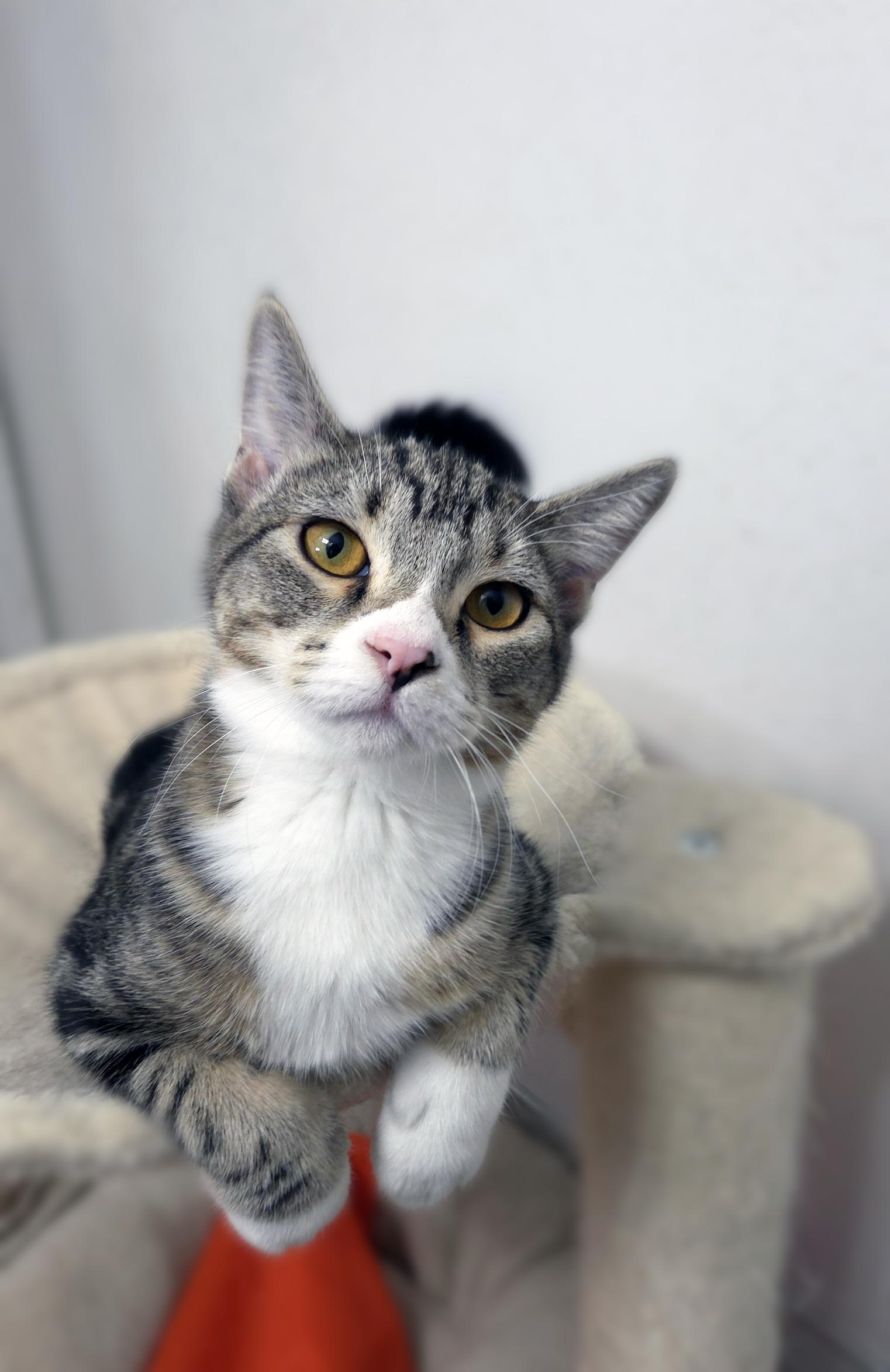 Waffles, a Adoptable Domestic Short Hair in Centerville, UT image 4/5