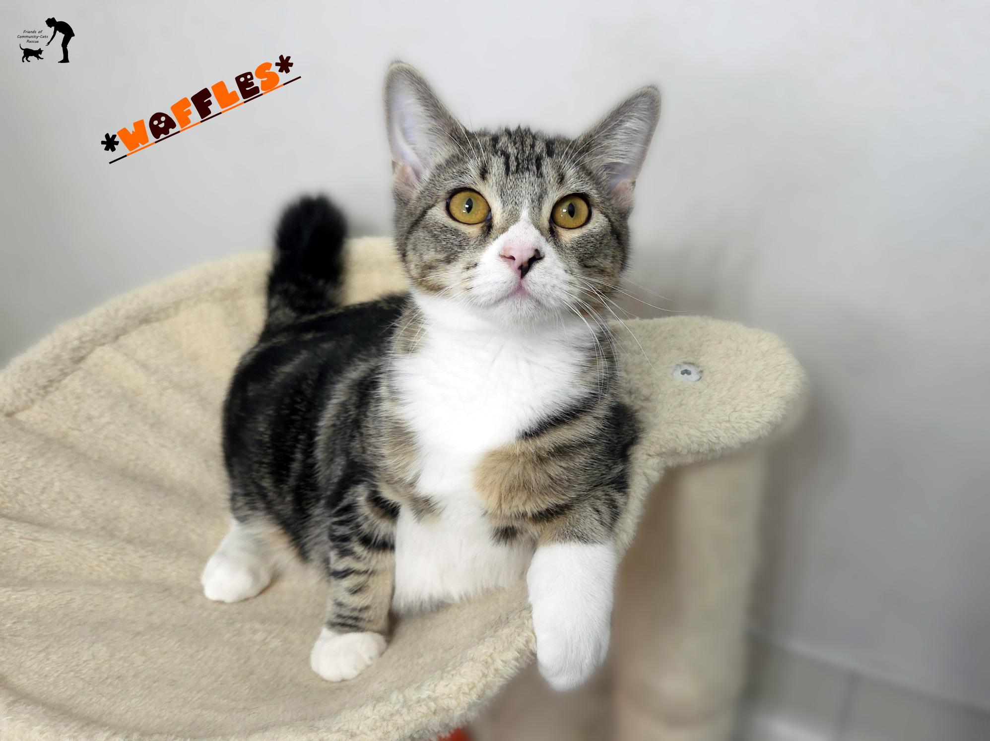 Waffles, a Adoptable Domestic Short Hair in Centerville, UT image 5/5