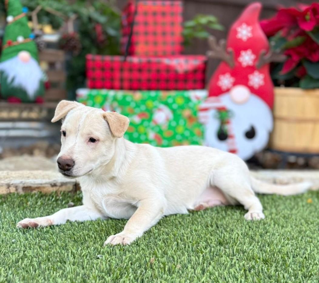 Enlarge Radar, a Adoptable mixed breed in Southport, CT image 4/5