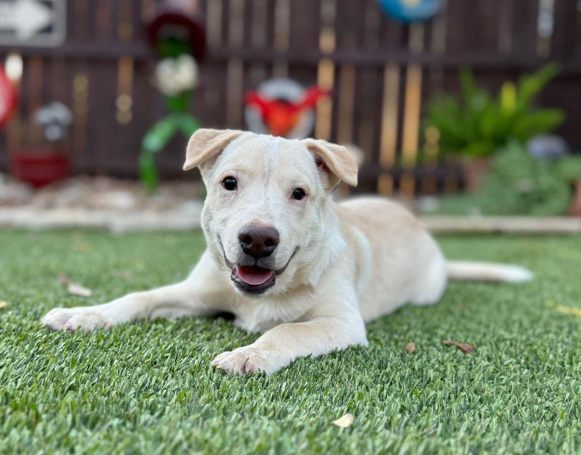 Enlarge Radar, a Adoptable mixed breed in Southport, CT image 3/5