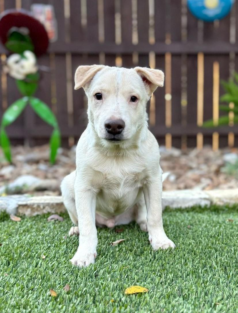 Enlarge Radar, a Adoptable mixed breed in Southport, CT image 5/5