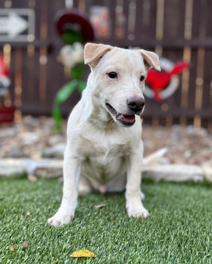 Radar, Adoptable, Puppy Male Labrador Retriever & Terrier.