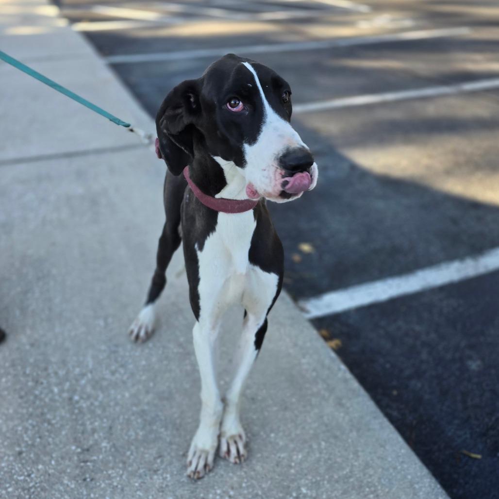 Enlarge Molly, a Adoptable Great Dane in Hinesville, GA image 1/6