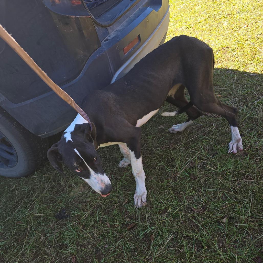 Enlarge Molly, a Adoptable Great Dane in Hinesville, GA image 2/6
