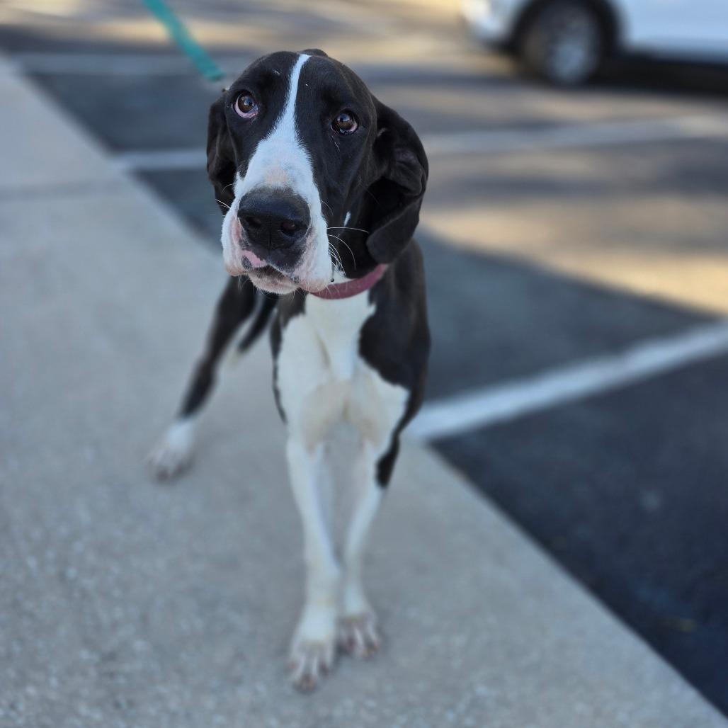 Enlarge Molly, a Adoptable Great Dane in Hinesville, GA image 3/6