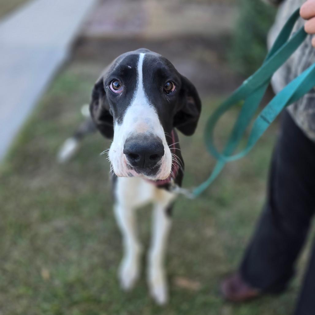 Enlarge Molly, a Adoptable Great Dane in Hinesville, GA image 4/6
