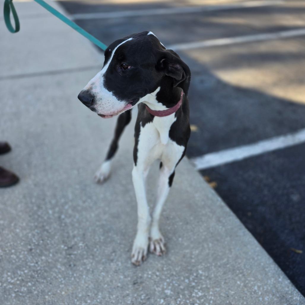 Enlarge Molly, a Adoptable Great Dane in Hinesville, GA image 5/6