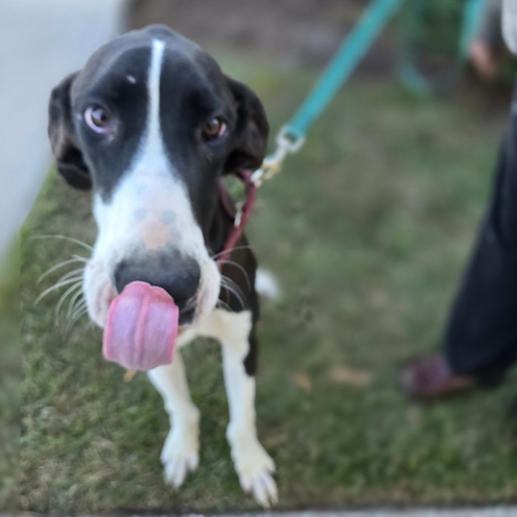 Enlarge Molly, a Adoptable Great Dane in Hinesville, GA image 6/6
