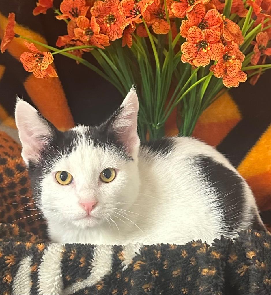 1/13/26 Rolly, Adoptable, Kitten Male Domestic Short Hair.