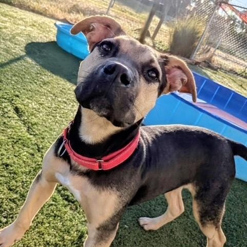 Ricky, Adoptable, Puppy Male American Bully.