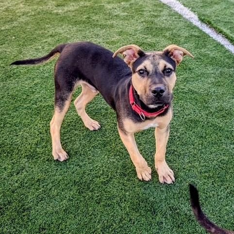 Enlarge Ricky, a Adoptable mixed breed in Williston, VT image 2/2