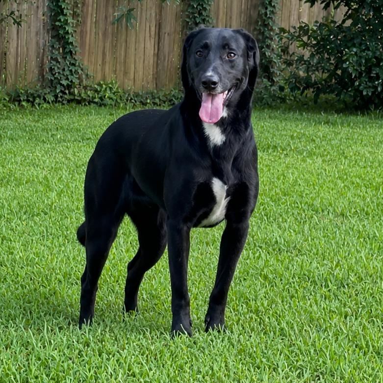 Enlarge Libby Rose, a Adoptable mixed breed in Enterprise, AL image 2/3