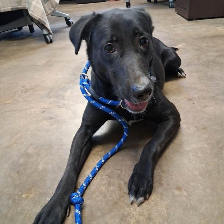 Enlarge Libby Rose, a Adoptable mixed breed in Enterprise, AL image 3/3
